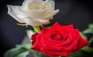 女人是做红玫瑰好,还是白玫瑰好呢