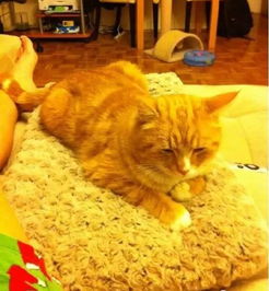 搜狐公众平台 情侣领养了一只橘猫回家后,发现它不吃不喝也不动,吓的赶紧 