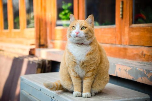 中国田园猫常见的有哪些 你都认识吗