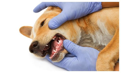 狗狗呕吐是什么原因引起的 5个可能原因,都列举出来了