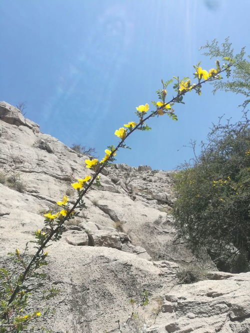 探寻乌海境内原始沟壑和山林