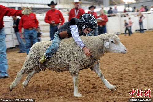 人小本领大 美国儿童骑羊比赛趣味上演 