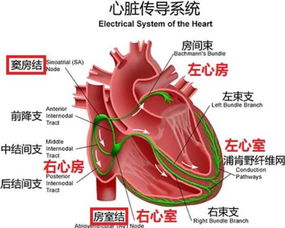 体检报告里面的 窦性心律 ,是什么意思,是正常的现象吗