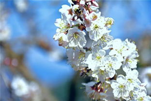 约起 周末去攀枝花这里欣赏万亩樱桃花开,满山如雪的美景