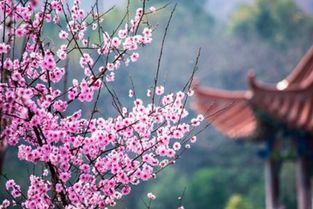 易老师说婚姻 八字看男命桃花