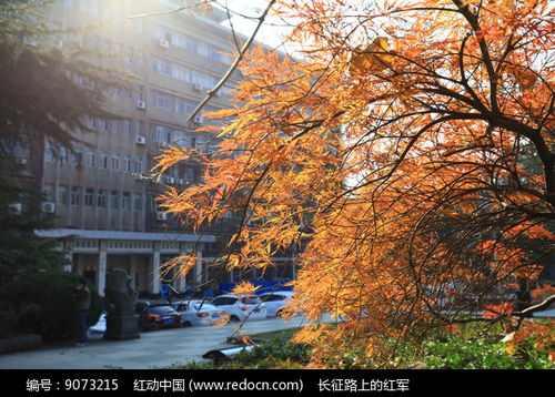 红枫树摄影,红叶摄影:最适合秋天。
