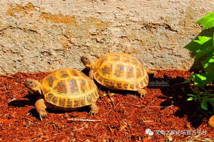 俄罗斯陆龟的室外饲养