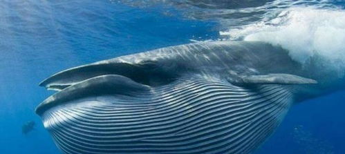 地球上比蓝鲸还要大百倍的生物真的存在 这种生物颠覆认知
