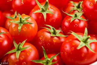 9月种番茄能结果吗 6个月能吃番茄泥吗