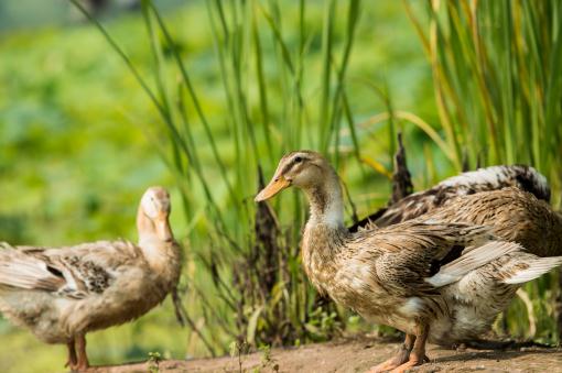蛋鸭一平方能养殖几只 怎么养 养殖成本和利润如何