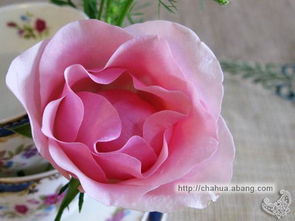 粉玫瑰花代表什么意思,粉玫瑰代表什么意思？
