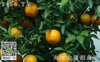 橘子有哪些品种 橘子的品种介绍