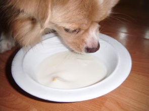 狗狗天天喝酸奶对身体好吗 