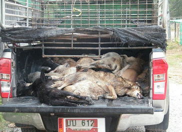 泰国丛林暗藏屠狗场 狗肉被走私至老挝越南