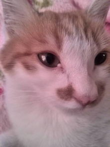 谁知道猫咪眼睛是肿么了么 四个月大的猫咪,白疙瘩长了一个月多了,越长越大了,猫咪自己不挠不抓,没有 