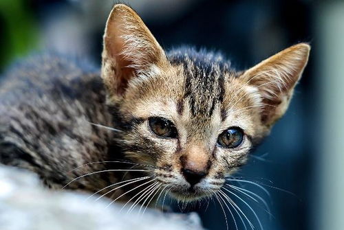 猫咪照片合集七 可爱的模样惹人喜爱,你喜欢哪只猫