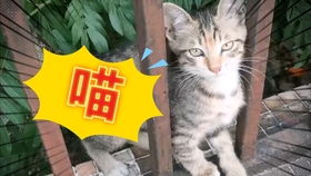 大伙给这猫猫取个名吧