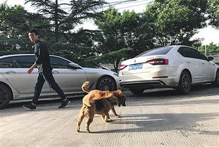 记者探访北京养犬现状 游园高峰大型犬未拴绳