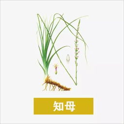 知母图片,知母草五一能栽植吗？