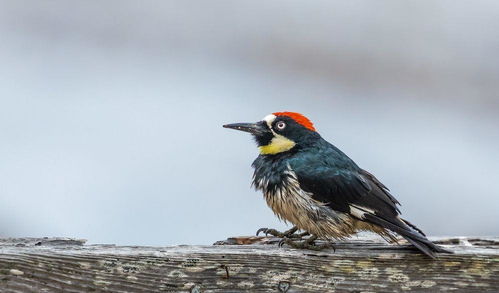 啄木鸟一种令人着迷的动物,它是益鸟还是害鸟 