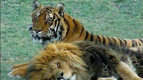 狮子和老虎又在一起聚餐了,不过雄狮看起来像是被欺负过 