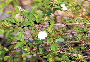 梅花有叶子吗,梅花叶子是什么颜色？