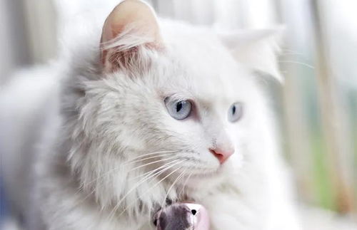 想养颜值高的长毛猫,可是布偶猫太贵 其实中国大白猫一点也不差