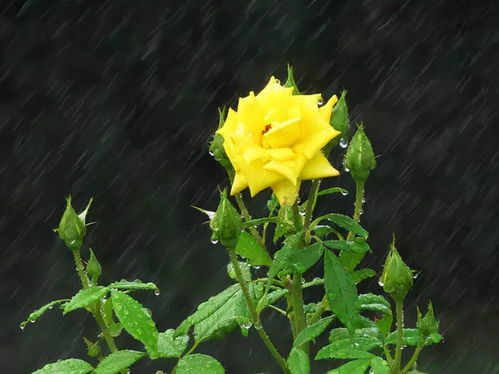 谷雨时节人的身体变化