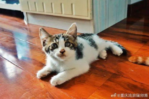 重庆汽博中心超级可爱的猫咪们找领养啦