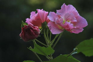 芙蓉花花语什么意思,芙蓉花：从古代美到现代，花语传递无尽之爱