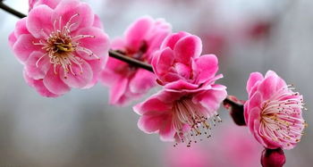 关于春天桃花梨花的诗句古诗