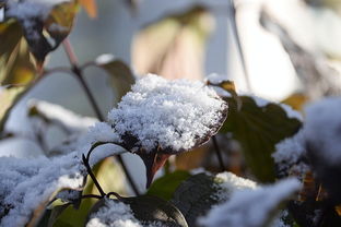 初雪，品味古典诗意，感受初雪之美，初雪这首诗的意思是什么?