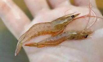 冬棚对虾养殖中弧菌的危害与防治对策