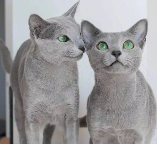 绿宝石之眼,网友的俄罗斯蓝猫,眼睛美得看一眼就爱上 