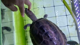有龟友想养西瓜龟,但是你知道西瓜龟是属于咸水龟吗