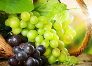葡萄一种养生功效胜过 冬虫夏草 的水果 