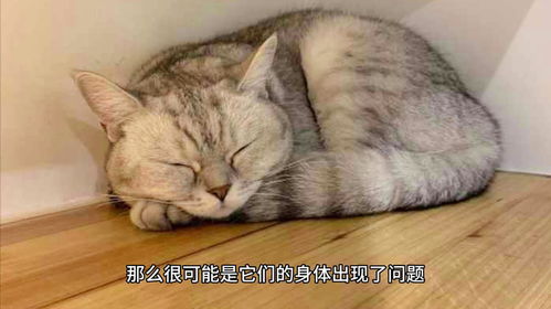 猫咪的睡姿冷知识