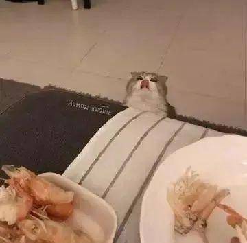 主人故意给小猫吃虾壳,下一秒猫咪翻白眼 你的良心不会痛吗