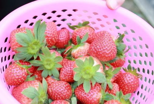 爱吃草莓的注意了, 这3种 草莓千万别买,水果贩自己都不吃