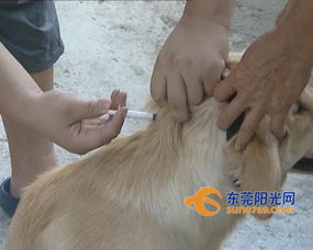 天气炎热宠物易躁伤人 被狗之外动物抓伤也要打狂犬疫苗 