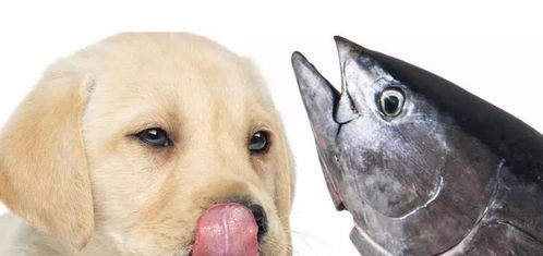 谁说狗狗不能吃鱼 适当喂食好处多