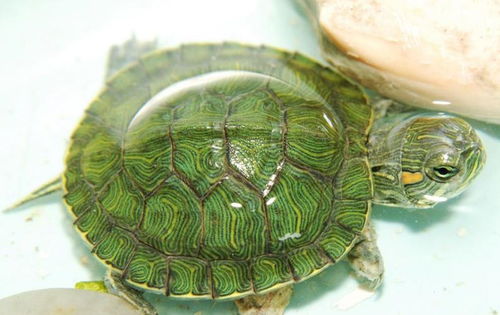 夏九爬宠社 巴西龟并不分布在巴西,是很适合新手饲养的乌龟 