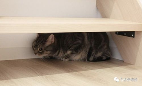 天花板下的积木式猫屋 猫咪躲藏的私密空间 