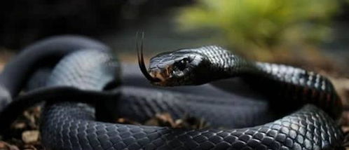 为什么人类天生害怕蛇 蛇和人类有不和吗