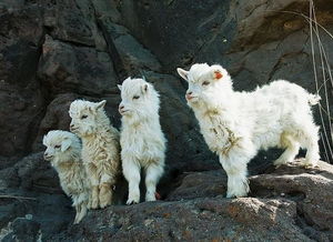 羊毛线和羊绒线的区别有哪些 编织乐羊绒说说羊毛线和羊绒线的区别 