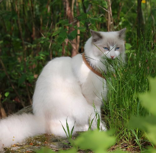 猫咪为什么会吃草 猫咪吃草是怎么回事