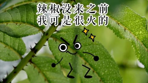 隐秘的重阳节吃货冷知识