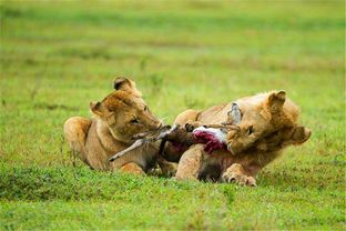 狮子妈妈给小狮子带回了食物,但小狮子的表现,让妈妈很无奈