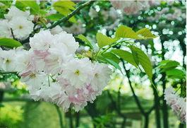 粉色樱花的花语是什么