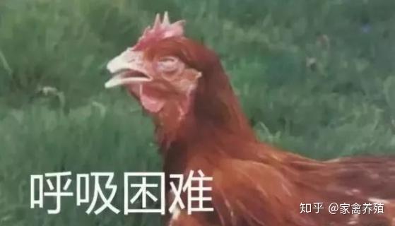 小鸡气喘呼吸困难 鸡支气管堵塞用什么 鸡出气困难是什么原因 